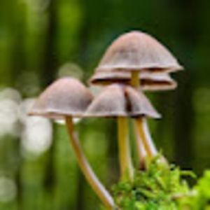 Meet your Posher, Brandy